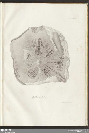 Fasc: I. Tab: III. Aphlebia patens