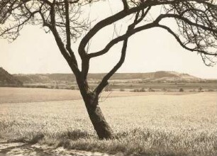 Nordsächsisches Tiefland. Großenhainer Land. Golkwald und Nieschutzer Tal rechts der Elbe. Diluvialer Prallhang der Elbe bei Nieschütz vom linken Ufer gesehen