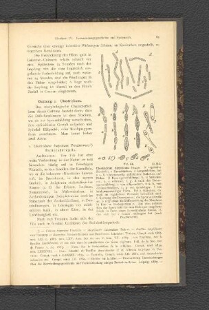 Gattung 2. Clostridium.