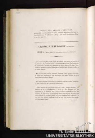 Grosse-verte ronde hérissée. Ribes viridi-majus fructu magno, subrotundo, viridi, hispido.