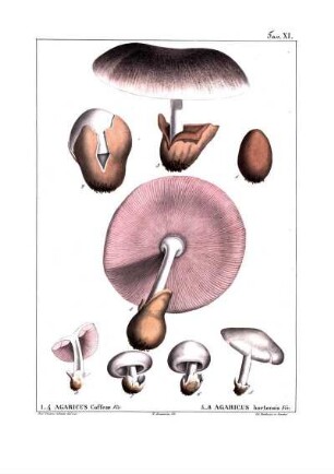 Tav. XI. 1-4 Agaricus Cofeæ Viv. - 5-8 Agaricus hortensis Viv.