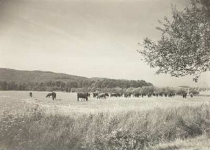 Braunes Harzvieh: einer Bäuerlichen Weidegenossenschaft südl. der Straße Wernigerode-Benzingerode
