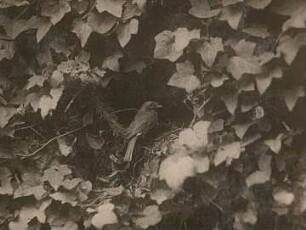 Rotkehlchen (Erithacus rubecula L.) am Nest im Efeu.