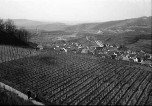 Bickensohl: Umgelegte Weinberge mit Blick auf Bickensohl