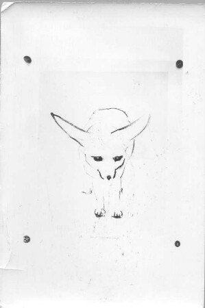 Stehender Wüstenfuchs (Faruk). Kohlezeichnung (1938; E. Richter). Eigentum der Künstlerin