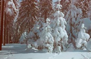 Mittenwald.Winterwald
