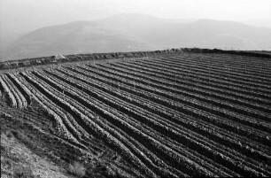 Oberrotweil: Struktur der umgelegten Weinberge