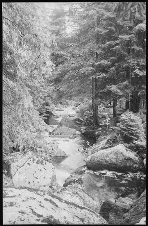 Wernigerode. Waldmotiv Steinerne Renne