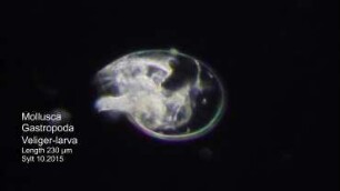 Gastropoda, veliger larva Sylt 2015