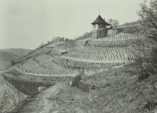 Sachsen. Spaargebirge bei Meißen. Weinberge am Südhang. Ansicht mit Weinberghäuschen