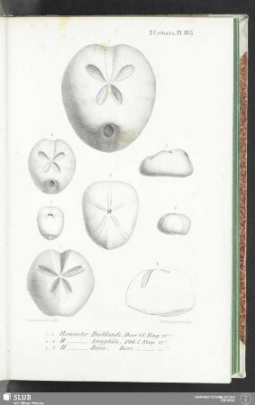 Pl. 893
