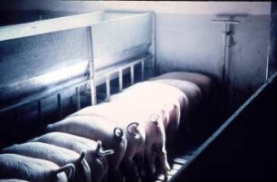 Fotografie: Stallsystem, Mastschwein, Gruppenhaltung, Trockenfütterungsanlage