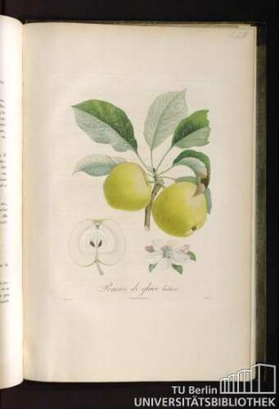 Pomme de glace hative.