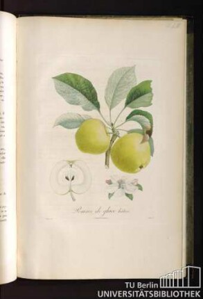 Pomme de glace hative.