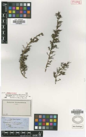 Rochefortia acanthophora (DC.) Griseb. fo. microphylla Griseb.[lectotype]