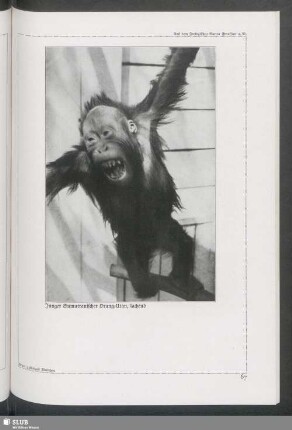 Junger Sumatranischer Orang-Utan, lachend
