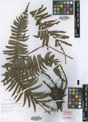 Blechnum smilodon M.Kessler & Lehnert [holotype]