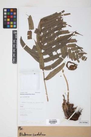 Blechnum cordatum (Desv.) Hieron.