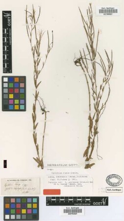 Epilobium roseum Schreb. var. subsessile Boiss.[isotype]