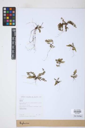 Asplenium L.