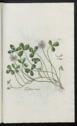 537. Trifolium repens