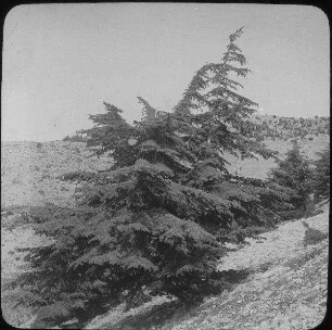 Cedars of Lebanon (Baruk) [Gebel baruk]