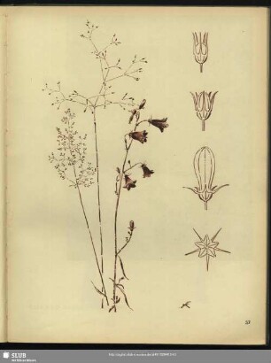 Rundblättrige Glockenblume.