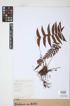 Blechnum occidentale L.