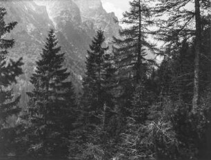 Wald : Ein Wald an einem Berghang. Im Hintergrund hohes Gebirge