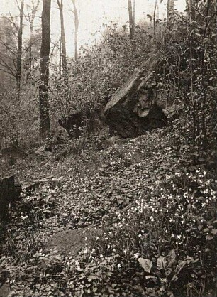 Frühlingsflora im Mengwald. Vorn rechts Geflecktes Lungenkraut (Pulmonaria officinalis)