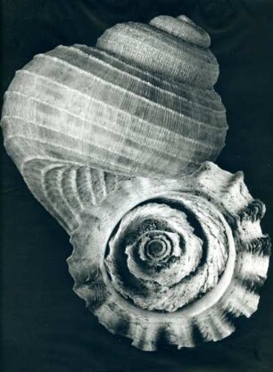 Choanopoma pulchrum Wood., Landschnecke, Jamaica
