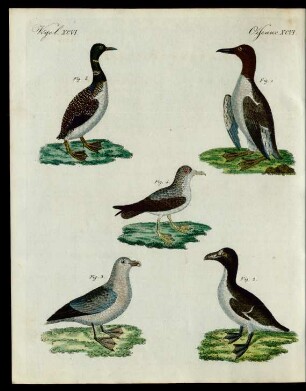 Merkwürdige Vögel.