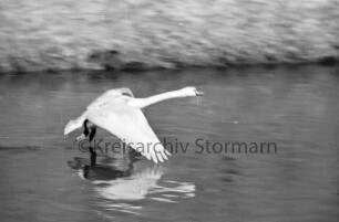 Trave: Schwan beim Flug über die Wasseroberfläche