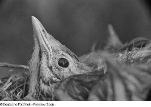 Jungvögel im Nest