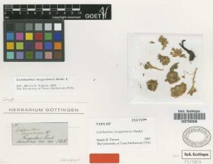 Colobanthus kerguelensis Hook.f. [isotype]