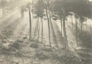Soleil et brouillard