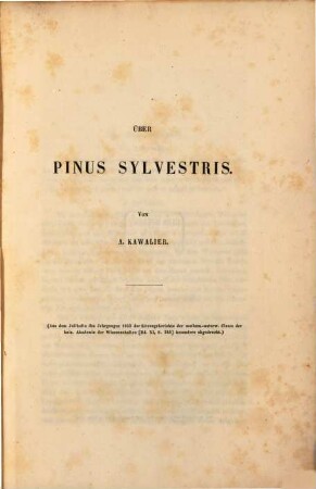 Über Pinus sylvestris
