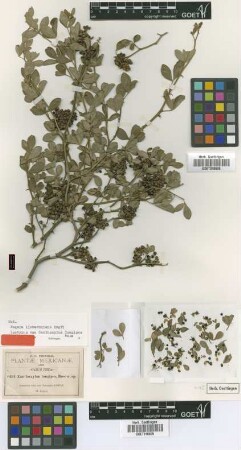 Zanthoxylum longipes Rose [isotype]