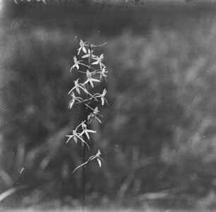 Sumpf-Stendelwurz : Sumpf-Stendelwurz (Epipactis palustris Crantz).