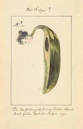 Mad. Sulzer [Caroline Auguste Elenore Sulzer]