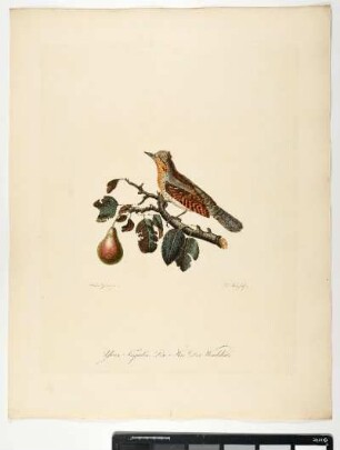 Yunx Torquilla. Lin. Mas. Der Wendehals. - Wendehals. Jynx torquilla. Männchen. - Zeichner: Ambrosius Gabler; Stecher: Johann Carl Bock