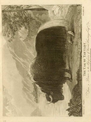 The Yak of Tartary
