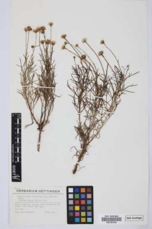 Argyranthemum frutescens (L.) Sch. Bip. subsp.