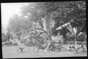 Freiberg. Palmengruppe im König Albert Park
