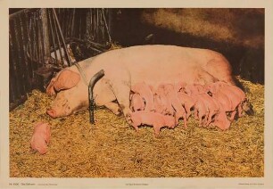 Das Schwein