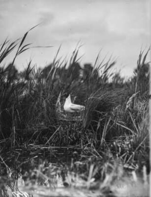 Lachmöwe : Lachmöwe (Chroicocephalus ridibundus Linnaeus) auf dem Nest.