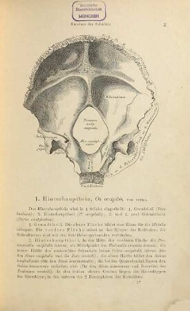 Die descriptive und topographische Anatomie des Menschen
