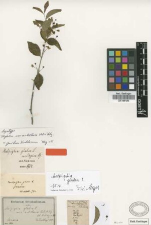 Malpighia glabra L. var. typica Nied.