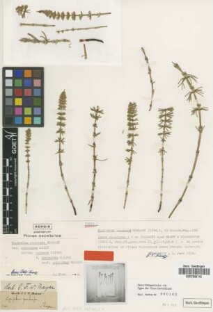 Equisetum pratense Ehrh. [type]