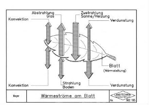 Wärmeströme am Blatt